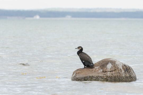 Great Cormorant Perched on a Large Granite Rock with Guano Streaks in the Baltic Sea near Binz, Jasmund Biological Reserve, Rugen Island, Germany