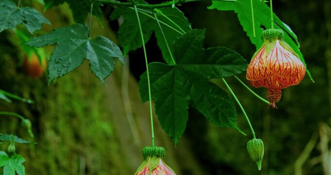 In the forests of Muxinquan Mountain, golden bell flowers hang like lanterns from the emerald green branches.