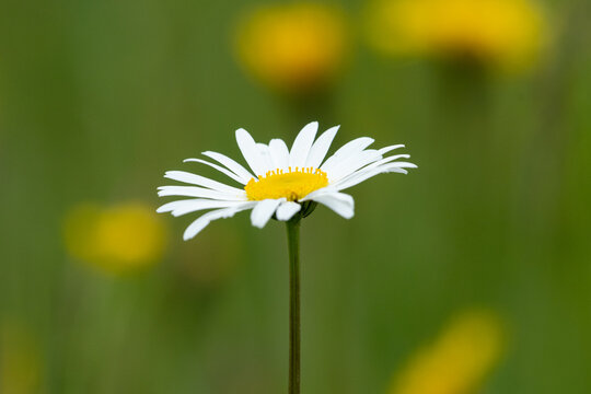 Single oxeye daisy Leucanthemum vulgare blooms above blurred yellow flowers