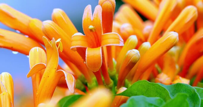 Close-up of a cluster of bright orange-red firecracker flowers in full bloom.