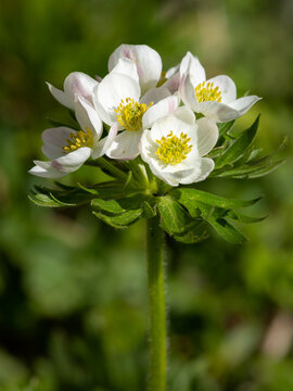 Narcissus anemone Anemonastrum narcissiflorum cluster blooms in mountain meadow