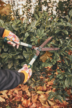 Gardener using pruning shears, taking care of hedge and plants.