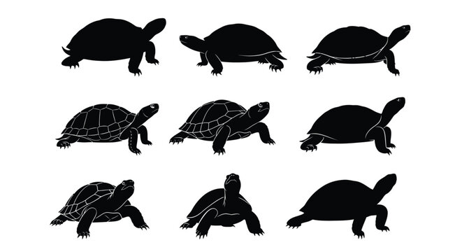 turtle silhouettes in various poses on white background high quality professional