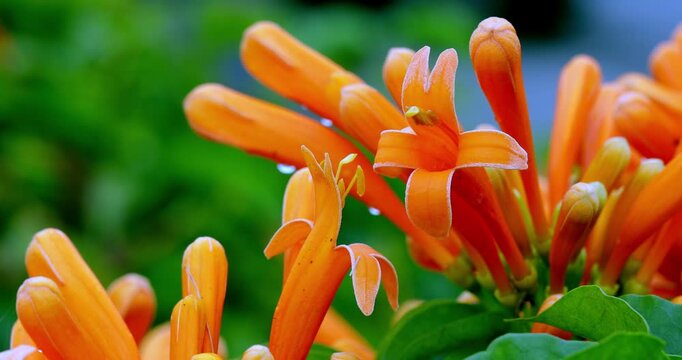 Close-up of a cluster of bright orange-red firecracker flowers in full bloom.