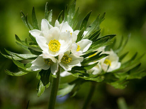 Narcissus anemone Anemonastrum narcissiflorum group blooms in alpine sunshine