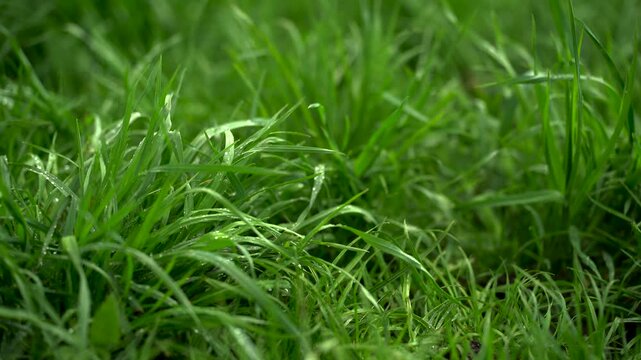 Fresh green grass with water drops after rain