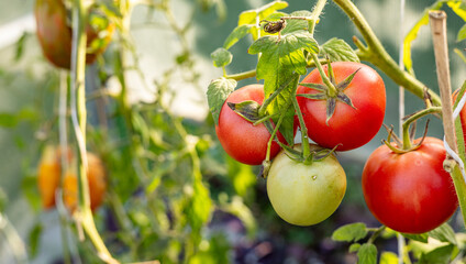 Tomato growing on branch. It is a special variety that stands out for its uniqueness and taste. The fruit has beautiful red and yellow patterns. Organic farming, tomato plants growth. © NastyaPhoto