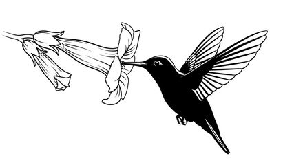 Hummingbird Feeding on Flower © ahmad