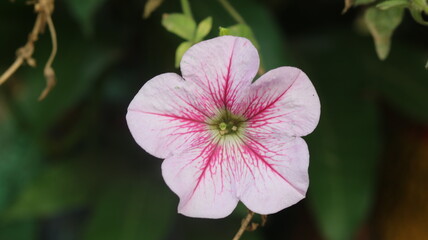 Obraz premium Pink Petunia Flower Full Bloom Beauty
