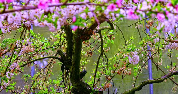 The magnificent spring scenery of plum blossoms with white branches and green leaves at Meifeng Farm in Nantou, Taiwan.