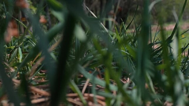 close-up views of grass and vegetation in a natural outdoor environment. Grass sways gently in the breeze, capturing the essence of nature's beauty