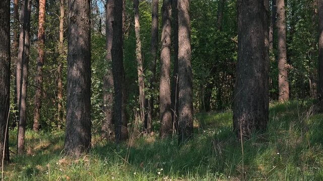 A forest with tall trees and green grass is shown under bright sunlight. The scene captures the essence of nature with the interplay of light and shadow throughout the area