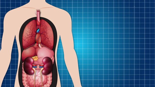 Detailed Medical Animation of Human Heart Anatomy and Circulatory Blood Flow