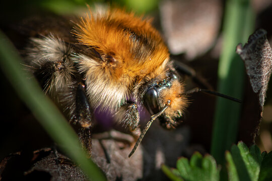 Close portrait of a fuzzy common carder bumblebee head with compound eyes