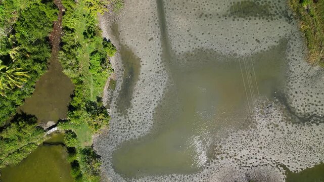 Aerial top-down shot of coastal wetland and mangrove terrain in Guimaras, Philippines with natural patterns and tropical surroundings