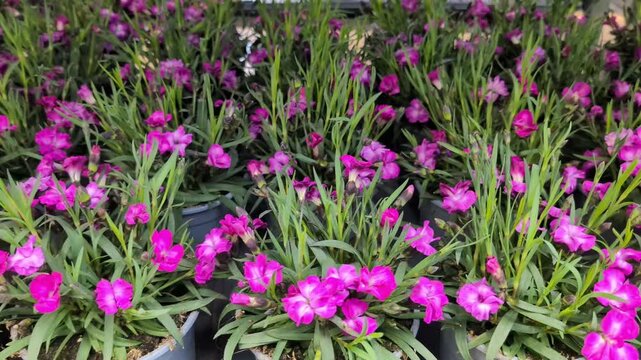Many pink geranium flowers in flower pots, slider establisher