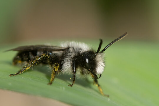 Ashy mining bee Andrena cineraria with pollen baskets on green leaf