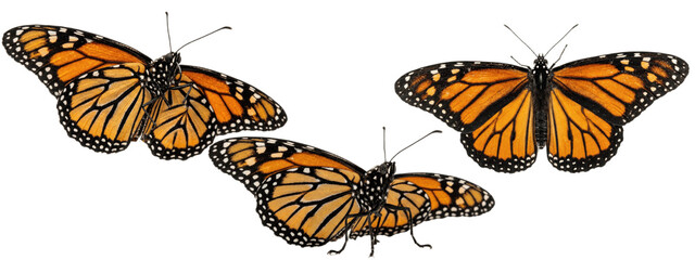 Three monarch butterflies gliding in midair, showcasing iconic orange wings edged in black with white spots, captured in motion against pure white   © James