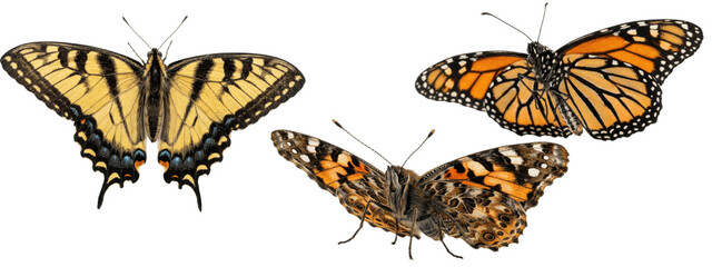 Golden swallowtails and monarch butterflies in graceful flight across a white background, showcasing delicate orange and yellow wings with bold black patterns   © James