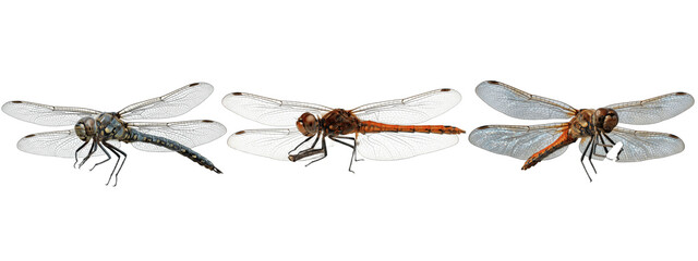 Trio of sleek dragonflies with gray, brown, and rusty orange bodies gliding on clear wings, captured in side profile flight over a white backdrop   © James