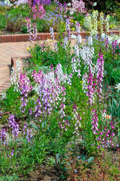 The pink linaria flowers bloom beautifully in the spring garden.
