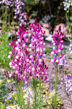 The pink linaria flowers bloom beautifully in the spring garden.