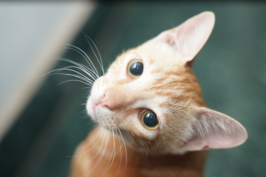 Orange tabby cat meowing beside wooden furniture