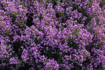 Obraz premium Erica umbellata. Dwarf Spanish heath, close-up of the shrub covered in pinkish-purple flowers.