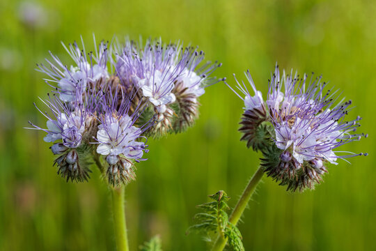 Phacelia tanacetifolia. Lacy phacelia, close-up of the blue inflorescences.