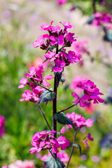 Obraz premium Close-up of Lunaria chedglow flowers blooming beautifully in a park in early summer.