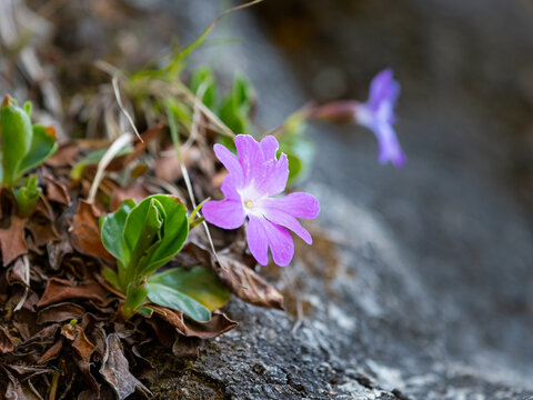 Alpine purple primrose primula clusiana wildflower blooms on mossy alpine rock crevice