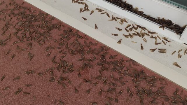 Mayflies dying after the night, hundreds of ephemeral insects covering the ground in their final agony beneath the cold light of dawn.