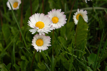 A close-up view of delicate white daisies (Bellis perennis) with vibrant yellow centers, blooming amidst a lush green grass backdrop.  © Artem