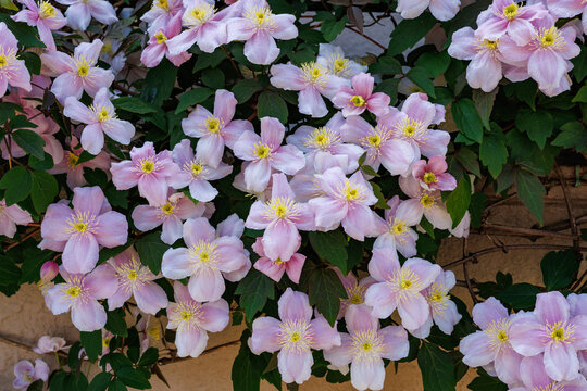 Beautiful and very fragrant clematis mayline flowers in the garden.