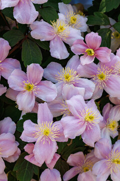 Beautiful and very fragrant clematis mayline flowers in the garden.