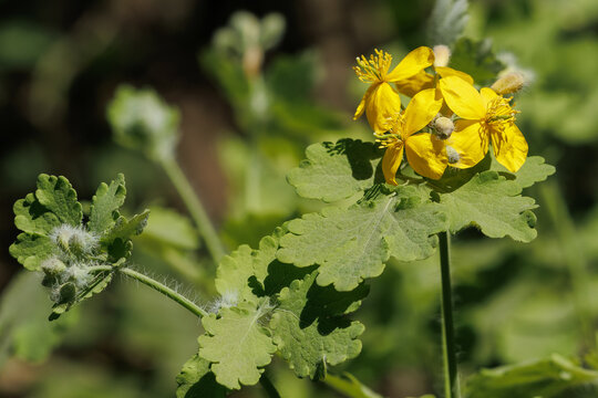 Close up of yellow greater celandine blossoms with green leaves and fuzzy buds in a spring garden