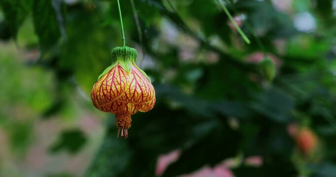 In the forests of Muxinquan Mountain, golden bell flowers hang like lanterns from the emerald green branches.