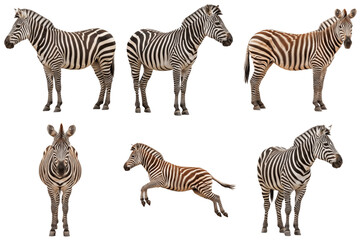 Collection of six zebras in different poses, isolated on transparent background © Feroz Qazi