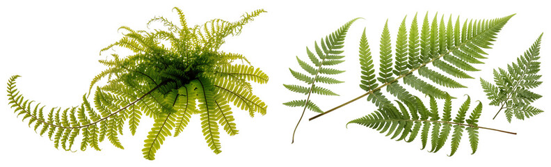 Collection of green fern leaves and fronds isolated on transparent background © Feroz Qazi
