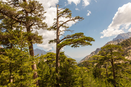 Lush pine trees fill a scenic mountain valley under a blue sky, inviting outdoor adventure and tourism in Asco Valley, GR20 Trekking, North Corsica.