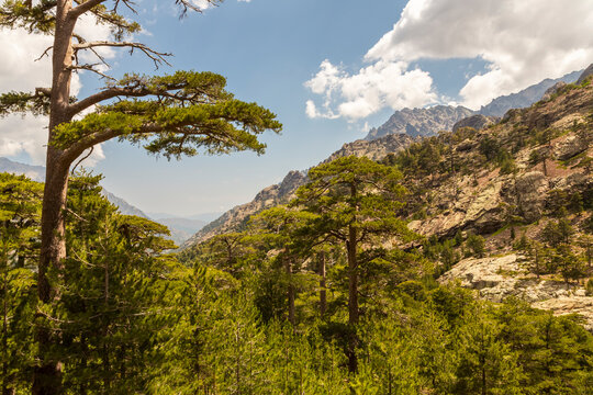 Nature landscape of dense pine forests covering rocky mountain slopes under a blue sky, perfect for outdoor tourism and exploration in Asco Valley, Saint Florent, GR20 Trekking, North Corsica.
