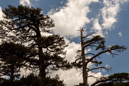Pine trees and a bare tree reach towards a blue sky with white clouds, ideal for nature and outdoor tourism in Asco Valley, Saint Florent, GR20 Trekking, North Corsica, with copy space.