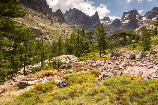 Rugged mountain landscape with green pine trees and rocky terrain under a cloudy sky, perfect for nature tourism and adventure trekking in Asco Valley, GR20, North Corsica.