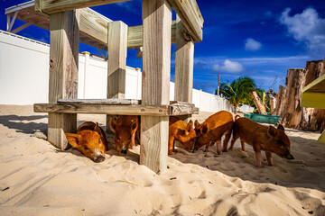 Adorable piglets resting and exploring beneath a wooden beach structure on the sandy shores of No Name Cay, Bahamas, famous for its unique swimming pigs and tropical island atmosphere © Randy