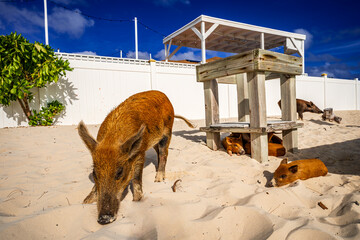 Curious swimming pigs relaxing and roaming on the sandy beach of No Name Cay in the Bahamas under a vibrant blue tropical sky © Randy