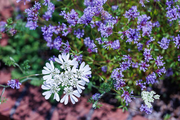 Obraz premium Many beautiful orlaya grandiflora flowers in a garden in early summer.