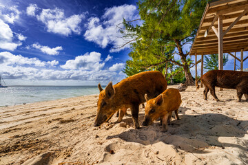 Curious swimming pigs and piglets exploring the sandy beach of No Name Cay in the Bahamas under a dramatic tropical sky. Exotic Caribbean island scene with wild pigs roaming freely along the turquoise © Randy