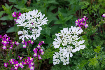 Naklejka premium Close-up of Orlaya grandiflora which blooms profusely in the garden.