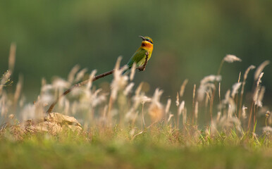 Blue tailed bee eater bird perched on a branch in the jungle with use of selective focus  © Debashis