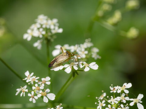 Bio Diversity - Bugs - Closterotomus trivialis - Little Grashopper